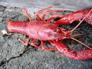Red lobster on the nature background
