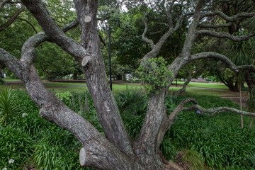 Albert Park Trees at Auckland New Zealand. 