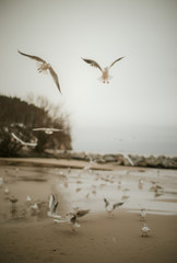 Seagulls 1
