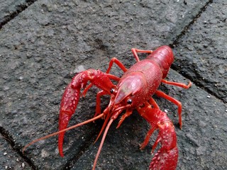 Red lobster on the nature background
