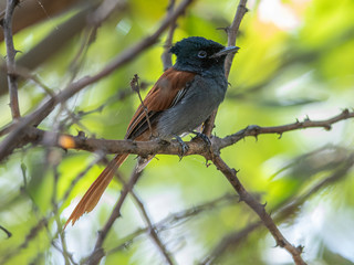 A close view to a female bird, who ölived and hunted next to my camp. Lake Baringo, Kenya.