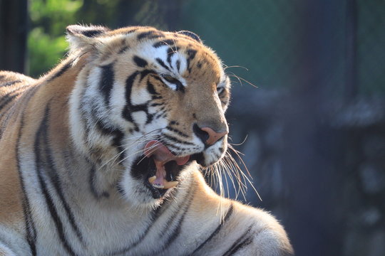 portrait photo of open mouth tiger