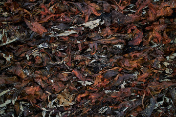 Seaweed on the beach