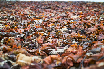Seaweed on the beach