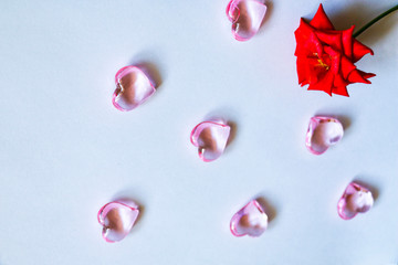 small blooming red rose with glass pink hearts and various marshmallows on a white background.