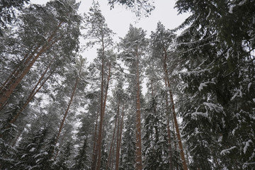  pine forest in the snow bottom-up view