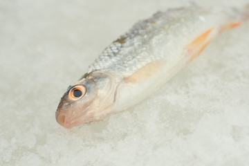  caught fish lies on ice close up