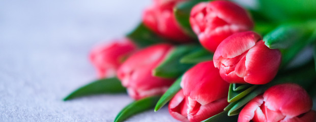 Spring banner. Purple pink tulip bouquet on grey background. Easter and spring greeting card. Woman day concept. Copyspace for text