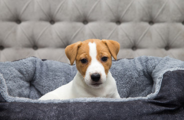 Fototapeta premium Jack Russell Terrier puppy is chilling at home