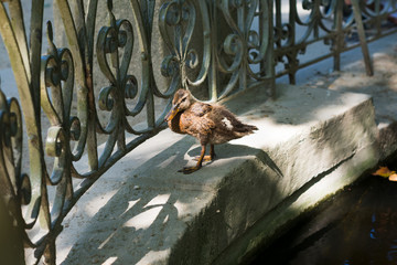 Duck standing near water on sunlight