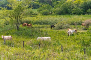 Naklejka na ściany i meble Raising Nelore cattle on a small farm in Brazil