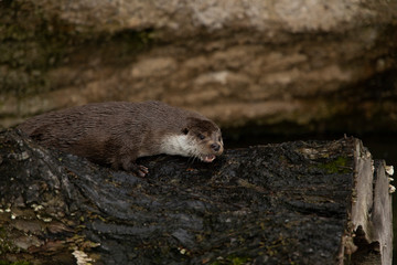 screaming otter wet wool expression wild animal photography portrait lay on a felled tree in zoo...