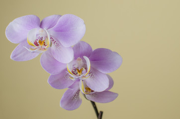 beautiful lilac orchid i on white, closeup