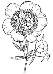 Hand drawn peony flower isolated on white background. Vector illustration. Perfect for invitation, greeting card, postcard, fashion print, banner, poster for textile, fashion design, coloring book.