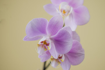 beautiful lilac orchid i on white, closeup