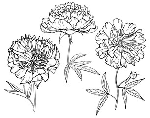 Hand drawn peony flower isolated on white background. Set of elements. Vector illustration. Perfect for invitation, greeting card, fashion print, banner, poster for textiles, design, coloring book.