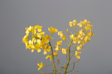 Yellow flowers on grey background
