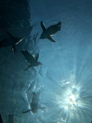 sharks in the sea