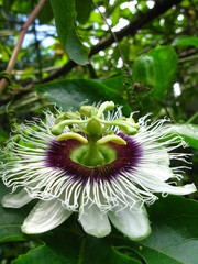flower on green background
