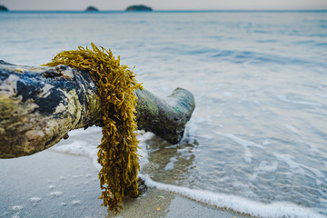Seaweed on the log on the beach by the sea © Sitthikorn