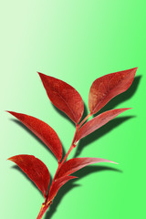 Branch with red leaves. On a green gradient background. Close-up.