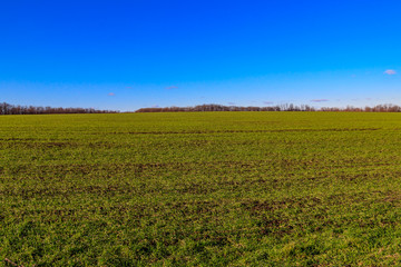 Fototapeta na wymiar Field of young green wheat at spring