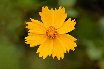 A wild flower in Uttaranchal.