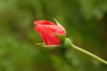 A rose bud.