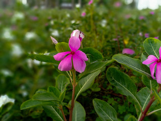pink flower in garden