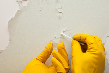 Closeup view on hands of home inspector wearing protective gloves and holding to check cotton bud with cone for mold spores