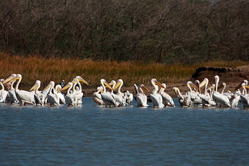 Great White Pelican (Pelecanus onocrotalus), Place - Little Runn of Kutch (LRK), Gujarat, India.  Winter visitor to Gujarat, Rajasthan, Parts of North India and Assam