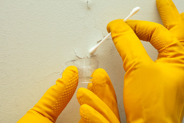 Closeup view on hands of home inspector wearing protective gloves and holding to check cotton bud with cone for mold spores