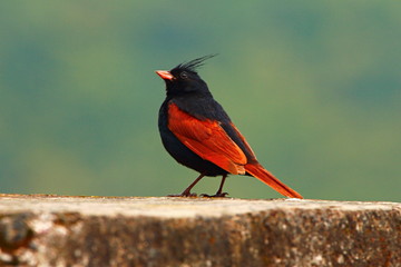 Crested Bunting (Melophus lathami) is a species of bird in the Emberizidae family. 