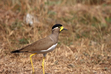 Yellow-wattled Lapwing (Vanellus malarbaricus), Place - Veer Dam, Pune, Maharashtra, India. I