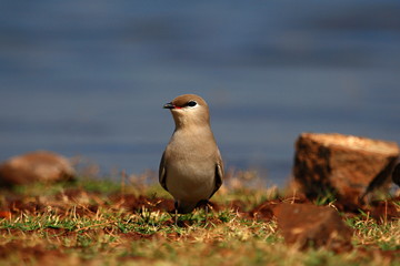 Little Pratincole or Small Indian Pratincole (Glareola lactea), is a small wader in the pratincole...