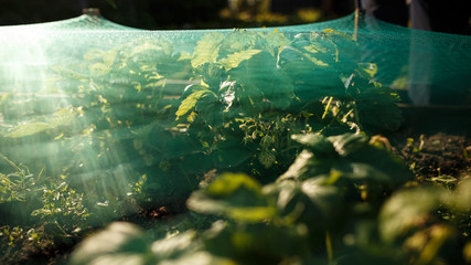 Strawberry plants growing under protective net from birds. Closeup.