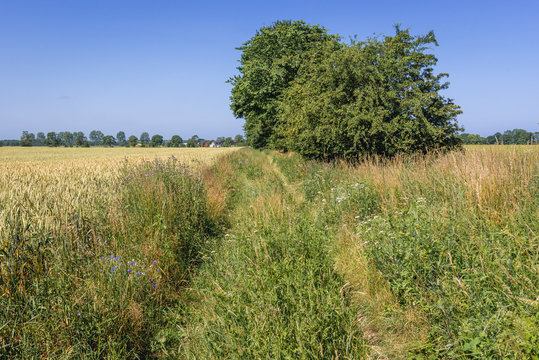 Country road among fields near Wrzosowo village in West Pomerania region of Poland