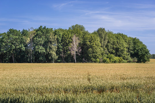 Dried tree on a field near Wrzosowo village in West Pomerania region of Poland