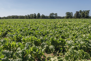Fototapeta na wymiar Field of sugar beetroots in Kamien County, located in West Pomerania region of Poland