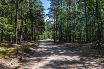 Dust road in forest in Kamien County, located in West Pomerania region of Poland