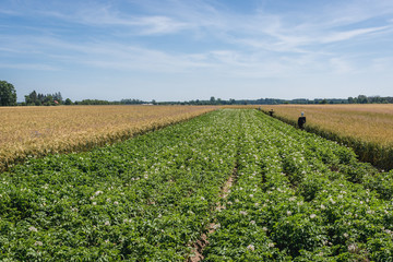 Fototapeta na wymiar Potato and rye fields in Gryfice County, located in West Pomerania region of Poland