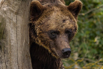 Fototapeta premium big brown bear stands near a tree in the forest