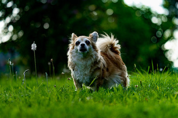 portrait of a small cute dog