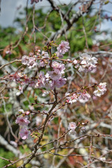 実光院の十月桜
