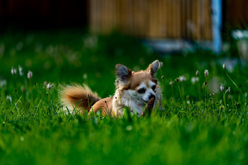 portrait of a small cute dog