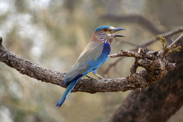 The Indian roller (Coracias benghalensis), is a member of the roller family of birds, India