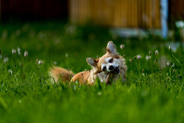 portrait of a small cute dog