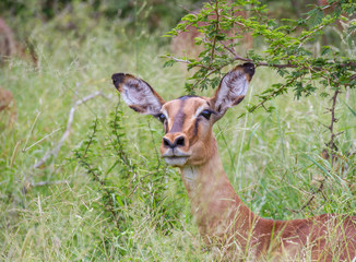 Portrait of an impala ewe isolated in the African wilderness, image in horizontal format
