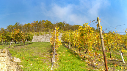 Weinberg im Herbst