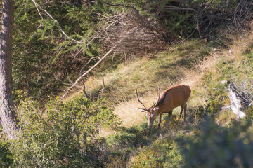 Deer on the alps during autumn